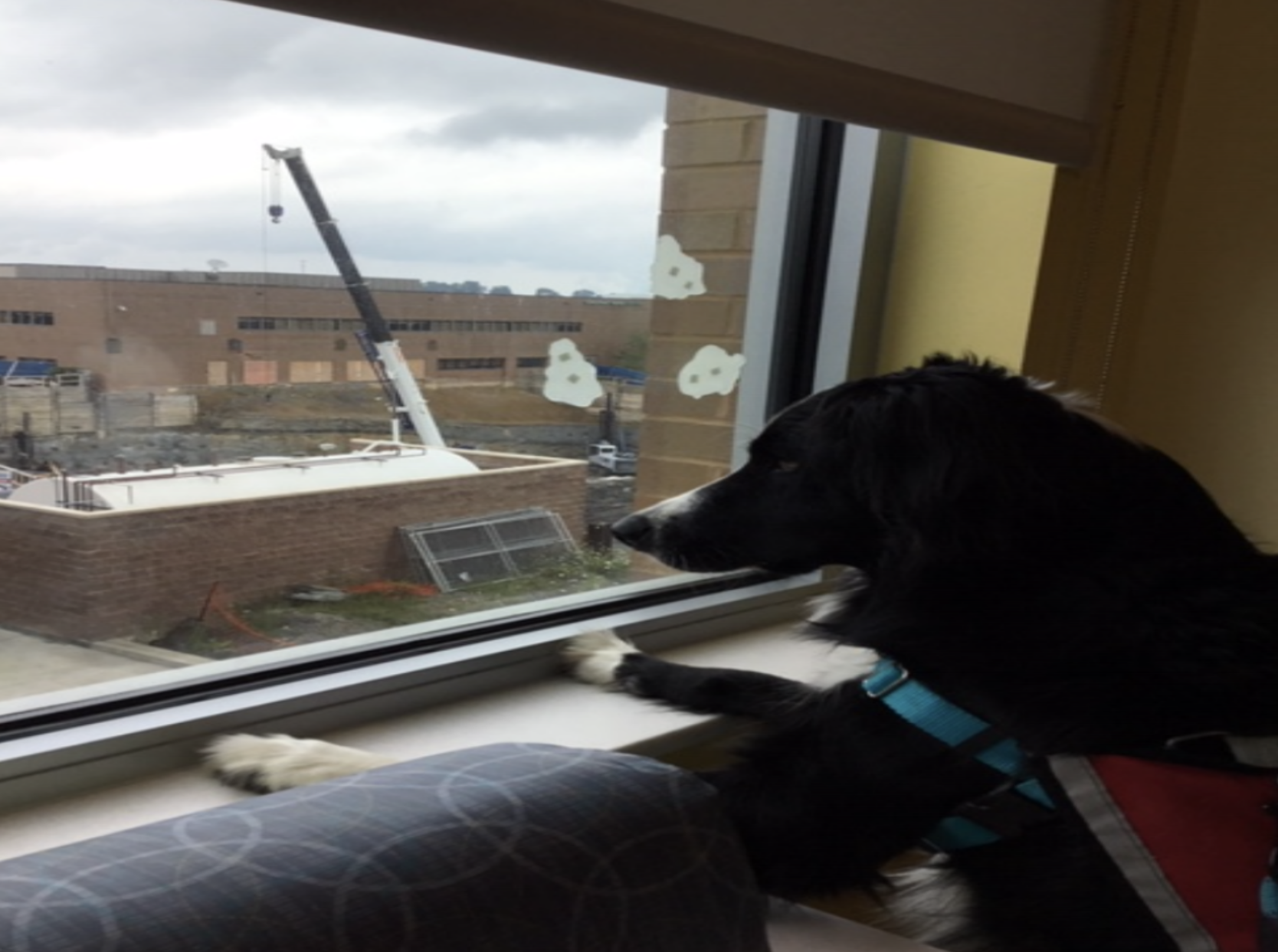 Hearts of Gold Service Dogs: Rigatoni